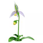 Swarovski Florere Orchidea Scarpetta di Venere