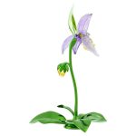 Swarovski Florere Orchidea Scarpetta di Venere