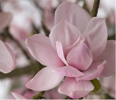 Baci milano ricarica per diffusore fragranza diamante 250 ml